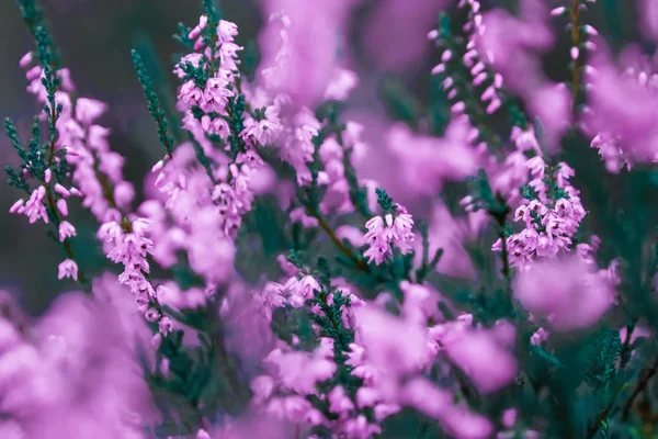 Twórczy Tle Małe Kwiaty Tle Przyciemniane Delikatny Plenerze Wiosna Lato — Zdjęcie stockowe