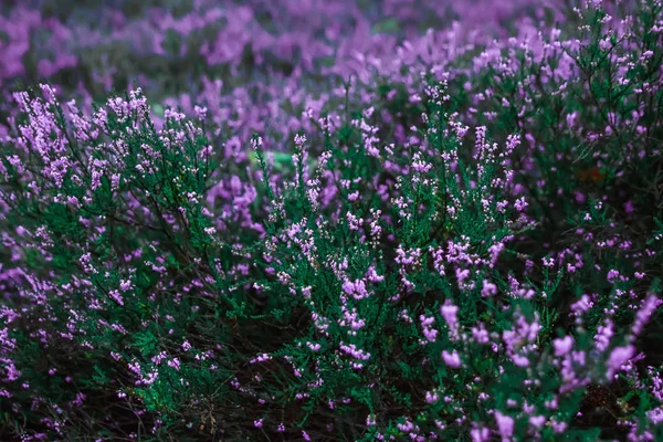 Kreativer Hintergrund Kleine Blumen Auf Sanftem Hintergrund Freien Frühling Sommer — Stockfoto