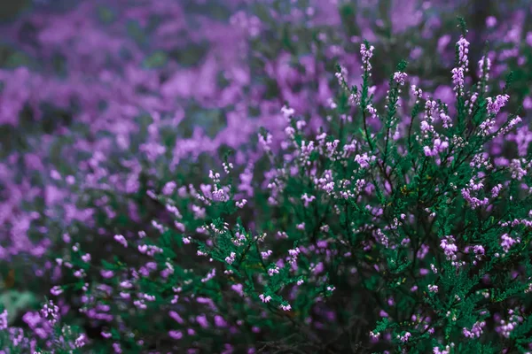 Creative Background Small Flowers Gentle Background Open Air Spring Summer — Stock Photo, Image