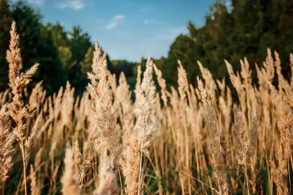 Vilda Fält Med Gräs Solnedgången Mjuka Solstrålar Varm Kväll Objektivet — Stockfoto