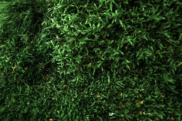 创意背景 绿色苔藓模型 边境格局 空气艺术形象 自由空间 概念的性质 — 图库照片