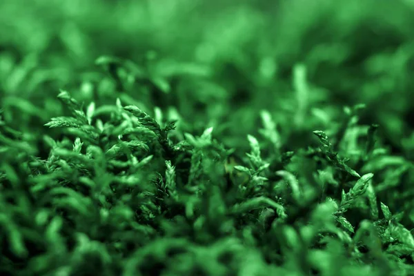 创意背景 绿色苔藓模型 边境格局 空气艺术形象 自由空间 概念的性质 — 图库照片