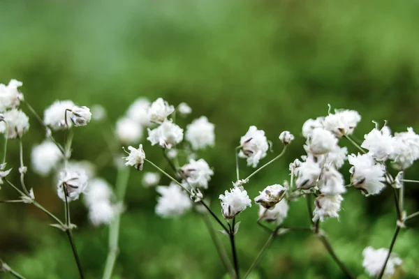 Творческий Фон Маленькие Цветы Мягком Фоне Открытым Небом Весеннее Лето — стоковое фото