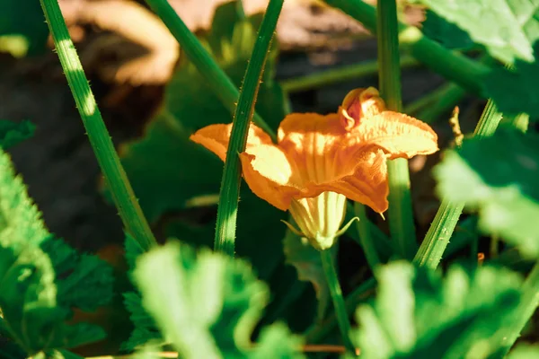 Blume Des Ökologischen Landbaus Melonenfrucht Wächst Auf Dem Hof — Stockfoto