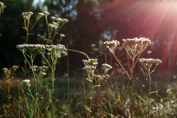 Dzikie Pola Trawy Promienie Słońca Zachód Słońca Miękkie Ciepłe Dziś — Zdjęcie stockowe