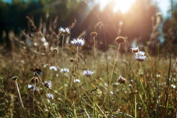 Creative Tło Piękne Kwiaty Liści Słońcu Leżał Płaskim Wiosna Lato — Zdjęcie stockowe