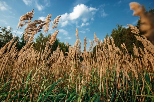 柔らかい日差し 暖かい今夜 レンズ フレアの草の野生のフィールド — ストック写真