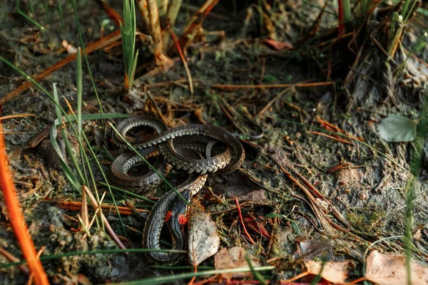 Serpent Herbe Natrix Natrix Parfois Appelé Serpent Eau Cache Dans — Photo