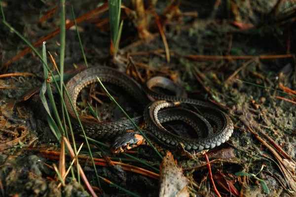 Serpent Herbe Natrix Natrix Parfois Appelé Serpent Eau Cache Dans — Photo