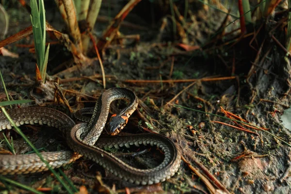 Serpent Herbe Natrix Natrix Parfois Appelé Serpent Eau Cache Dans — Photo