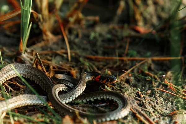 Serpent Herbe Natrix Natrix Parfois Appelé Serpent Eau Cache Dans — Photo