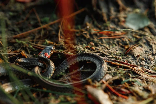 Grass Snake Natrix Natrix Sometimes Called Water Snake Hides Grass — Stock Photo, Image