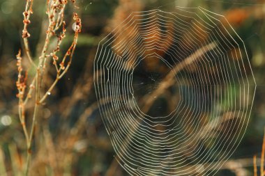Güneş şafak ışığı alanında bıçaklar arasında büyük cowweb. Güneş ışınları şafak yaz alanında örümcek ağı. Yaz alan şafakta. Şafakta çimenlerin üzerinde çiy damlacıkları.