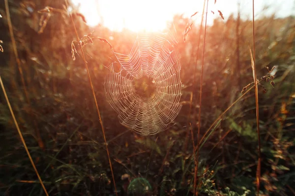 Gran Telaraña Entre Las Cuchillas Campo Luz Del Sol Amanecer — Foto de Stock