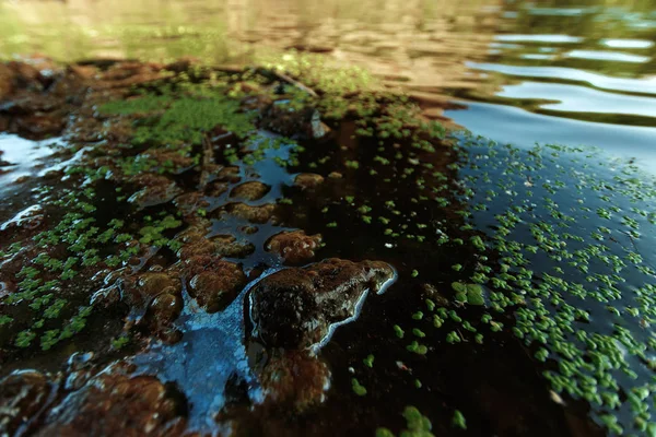 Güneşli bir gün yeşil çim yakınındaki taşlarla dağ dere. Temiz su akışı hızlı Brook güneş ışığı altında. Şaşırtıcı doğal doku.