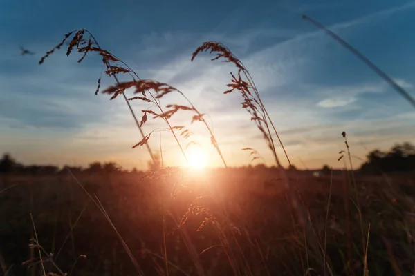 Broom Grass Sunset Background — Stock Photo, Image