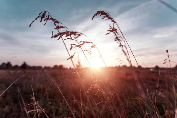 Escoba Hierba Contra Fondo Del Atardecer — Foto de Stock