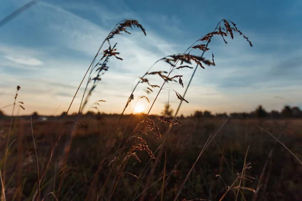 Escoba Hierba Contra Fondo Del Atardecer — Foto de Stock