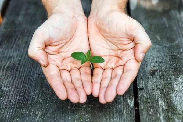 Hands holding a sprout, a small plant growing from a tree. The concept save the world, environmental problems, love nature, heal the world.