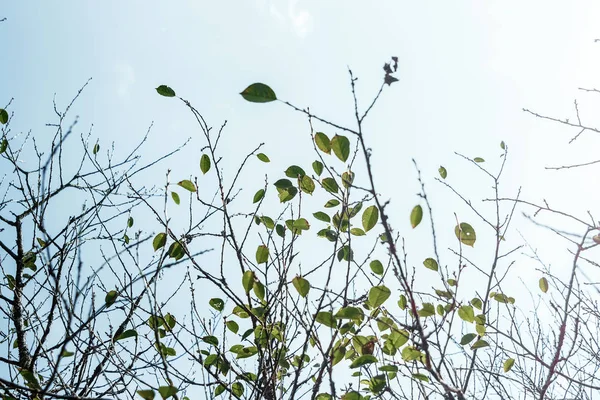 Zweige Eines Baumes Ohne Blätter Vor Dem Hintergrund Eines Hellen — Stockfoto