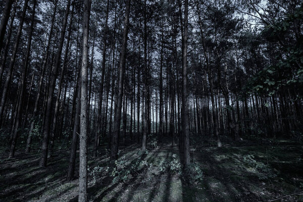Mystical dark forest. The concept of fantasy, magic background, mysticism. Creative background.