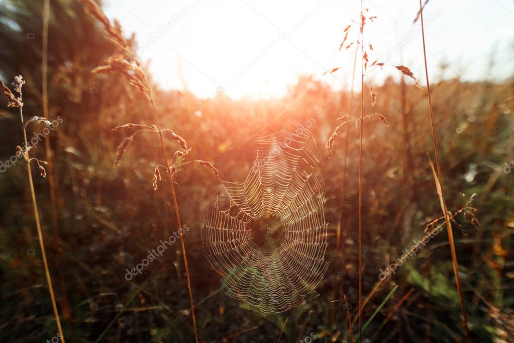 Big cowweb among blades in field in sun light at dawn. Spider's web in summer field in sun rays at dawn. Summer field at dawn. Droplets of dew on grass at dawn.