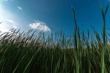 Yeşil yapraklardan oluşan yaratıcı bir düzen. Düz yatıyordu. Doğa arkaplanı