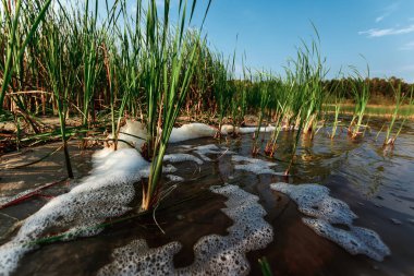Yüksek yoğun çim göl kıyısında günbatımı güneş parlıyordu.
