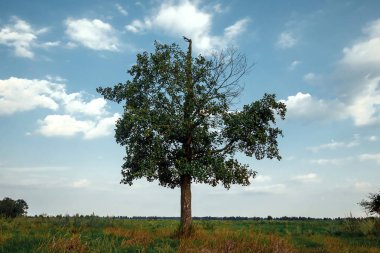 Yeşil bir tarlada tek başına duran güzel bir manzara..