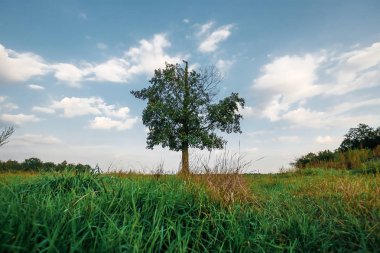 Yeşil bir tarlada tek başına duran güzel bir manzara..