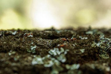 Karıncalar bir ağaç kabuğu üzerinde yakın çekim. Karınca iz. Yumuşak odak