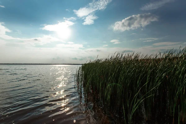 在湖中 天空被反射 由夕阳的光线照亮 高高的青草在岸边生长 创意背景 — 图库照片