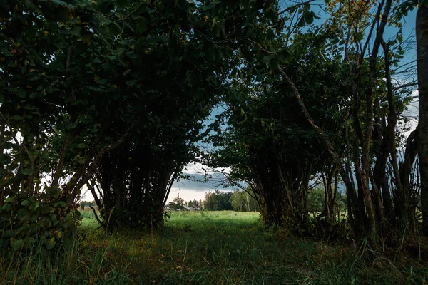 Árboles Altos Con Hojas Verdes Largo Sendero Forestal Con Corredor — Foto de Stock