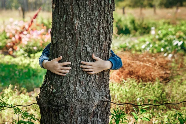 Lidské Ruce Obejmout Zabalit Strom Obraťte Člověka Přírody Pojem Ekologie — Stock fotografie