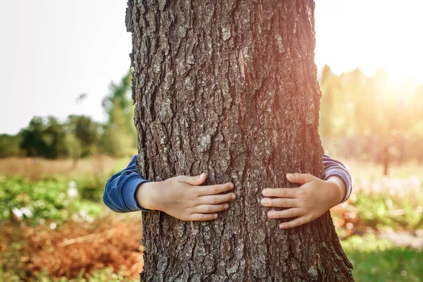 Nsan Eli Sarılmak Ağaca Sarın Nsan Doğa Ekoloji Kavramı Başvurun — Stok fotoğraf
