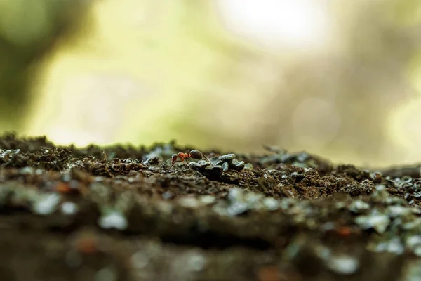 Μυρμήγκια Στο Φλοιό Ενός Δέντρου Φράζω Μυρμήγκι Μονοπάτι Απαλή Εστίαση — Φωτογραφία Αρχείου