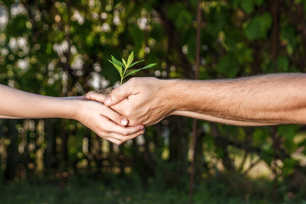 Hands of a man and child holding a young plant against a green natural background in spring. Ecology concept