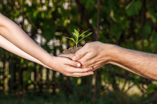 Hands of a man and child holding a young plant against a green natural background in spring. Ecology concept