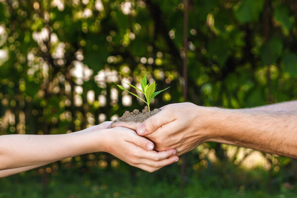 Hands of a man and child holding a young plant against a green natural background in spring. Ecology concept