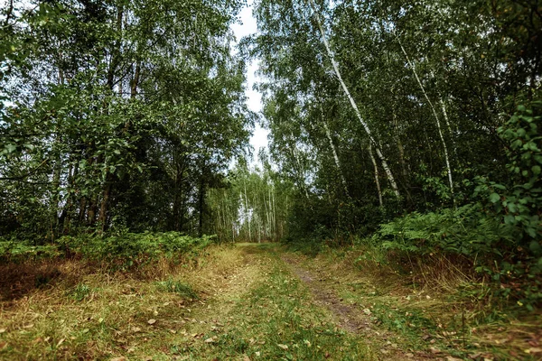 Resim içinde resim olan su duckweed ve çamur kaplı bir nehir gösterir June.The Çekildiği.