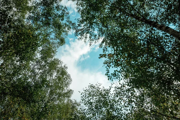 Katse Ylös Keväällä Mäntymetsä Puu Katos Alareunan Näkymä Laaja Kulma — kuvapankkivalokuva