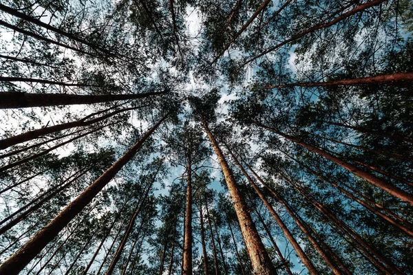 Der Blick Nach Oben Frühling Kiefernwald Baum Baldachin Untere Ansicht — Stockfoto