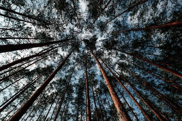 Der Blick Nach Oben Frühling Kiefernwald Baum Baldachin Untere Ansicht — Stockfoto