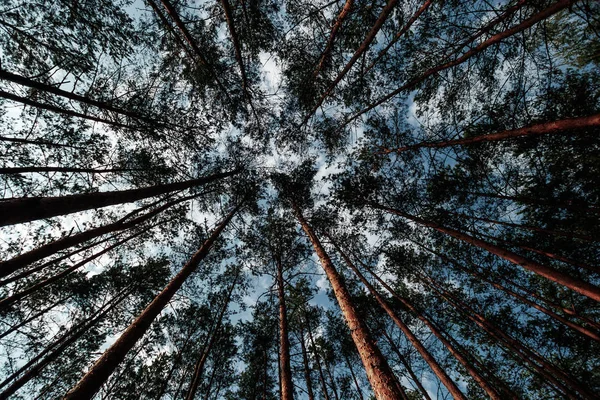 Der Blick Nach Oben Frühling Kiefernwald Baum Baldachin Untere Ansicht — Stockfoto