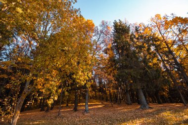 Turuncu ve kırmızı ağaçlar, doğal mevsimlik hipster arka plan ile sonbahar park