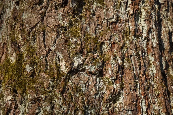 Tree Bark Texture Brown Texture Nature — Stock Photo, Image