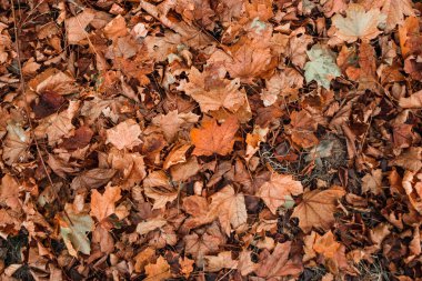 Doku, zemin, en iyi görünümü üzerinde sarı yapraklar. Sonbahar, soğuk, sarı yapraklar, Sonbahar ruh kavramı. Kopya alanı.