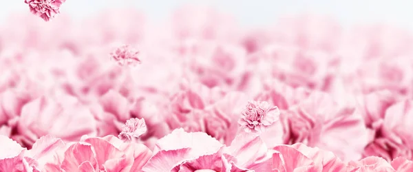 Creative Design Promo Banners Pink Design Light Background Valentine Day — Stock Photo, Image