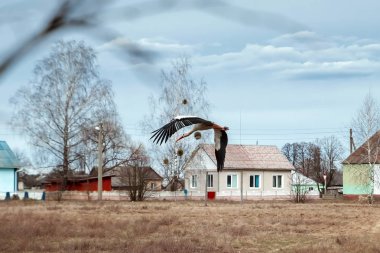 Beyaz leylek evlerin önünden uçar. Köyün yakınındaki güzel beyaz leylek.