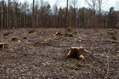 Cutting down trees, forest destruction. Glade stumps in the forest. The concept of industrial destruction of trees, causing harm to the environment. clipart